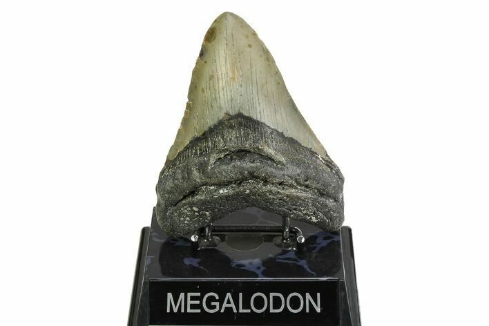 Fossil Megalodon Tooth - North Carolina #354473